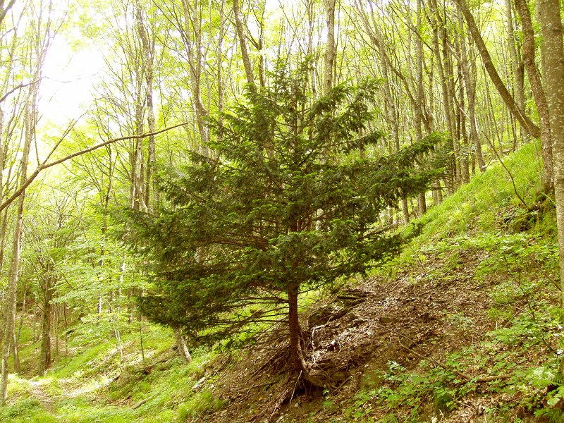 L’Area Naturale Protetta Nuclei di Taxus Baccata di Pratieghi